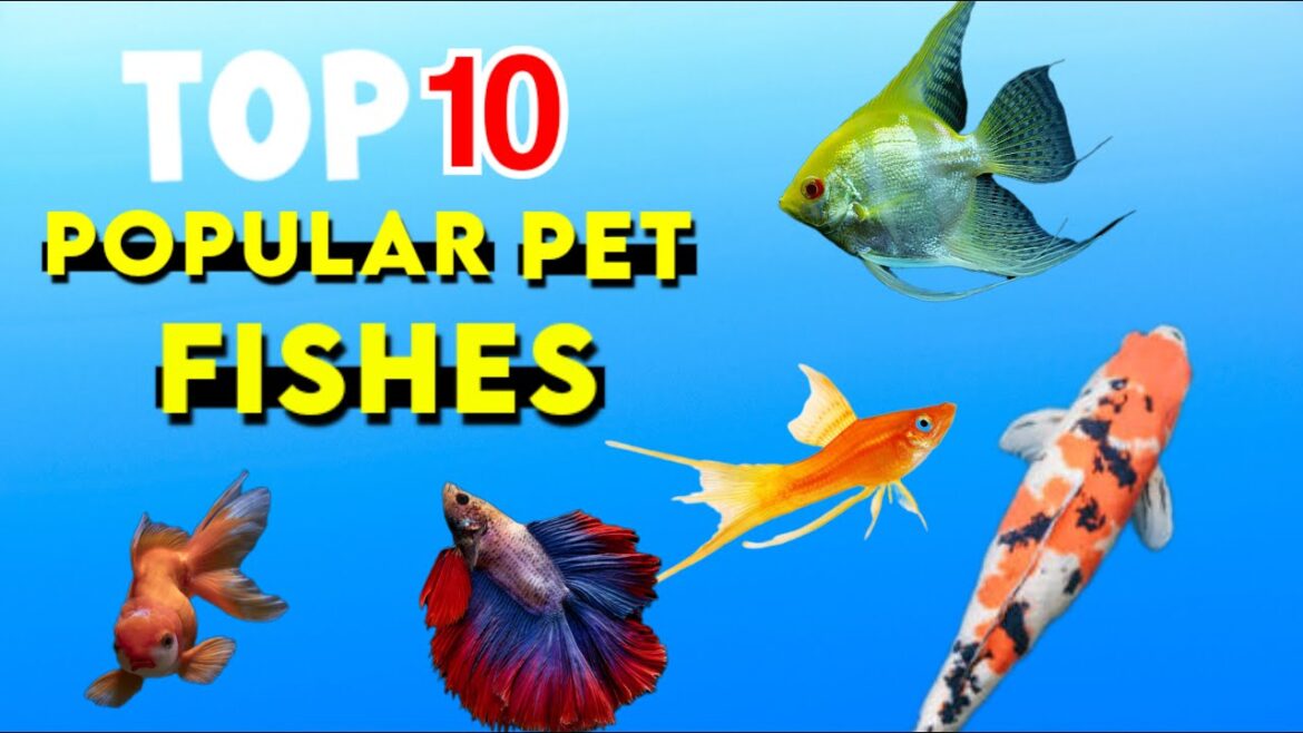 Top 10 popular domestic Fishs Top 10 popular domestic Fishs