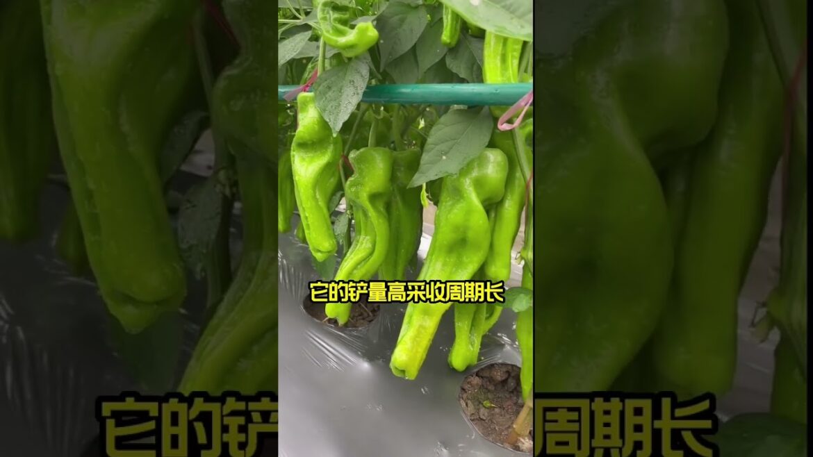 how to growth vegetable /gardening ideas for home how to growth vegetable /gardening ideas for home