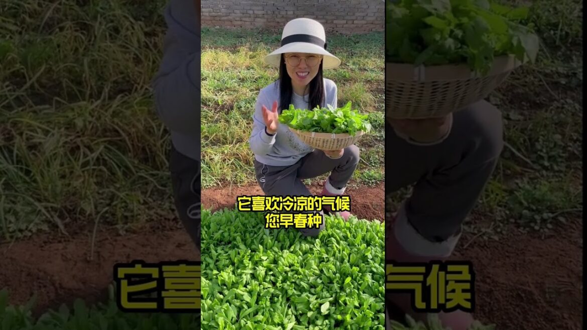 how to growth vegetable /gardening ideas for home how to growth vegetable /gardening ideas for home