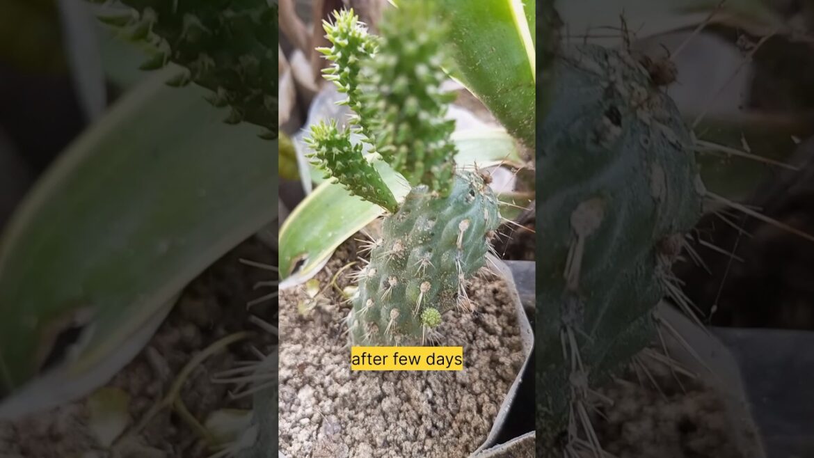 how to grow cactus from cuttings #shorts #short #gardening