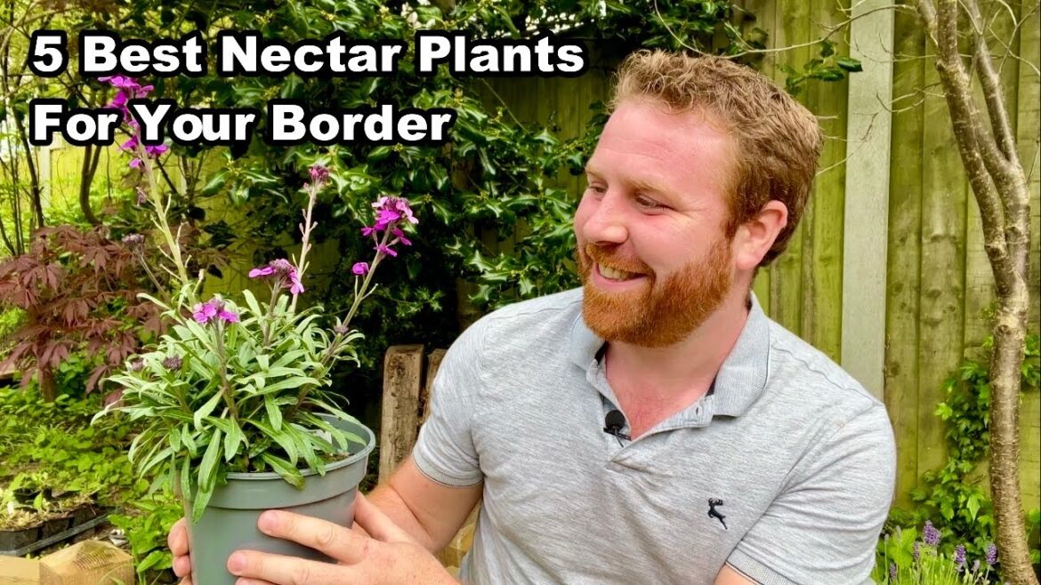 The 5 BEST HERBACEOUS PERENNIALS For Attracting WILDLIFE to YOUR GARDEN