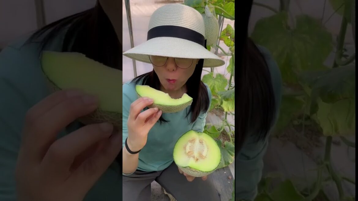 how to growth vegetable /gardening ideas for home