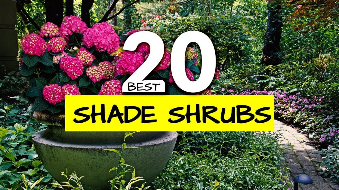 20 Colorful Shade-Loving Shrubs to Transform Your Garden 20 Colorful Shade-Loving Shrubs to Transform Your Garden