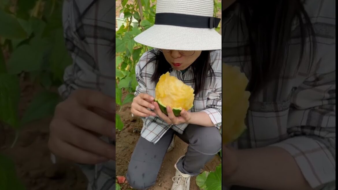 how to growth vegetable /gardening ideas for home how to growth vegetable /gardening ideas for home