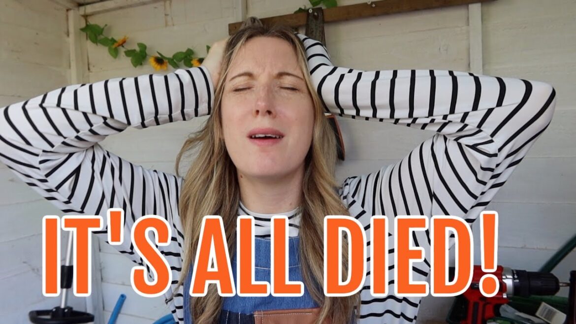 IT’S ALL DIED! / ALLOTMENT GARDENING FOR BEGINNERS / MAY 2023 IT'S ALL DIED! / ALLOTMENT GARDENING FOR BEGINNERS / MAY 2023