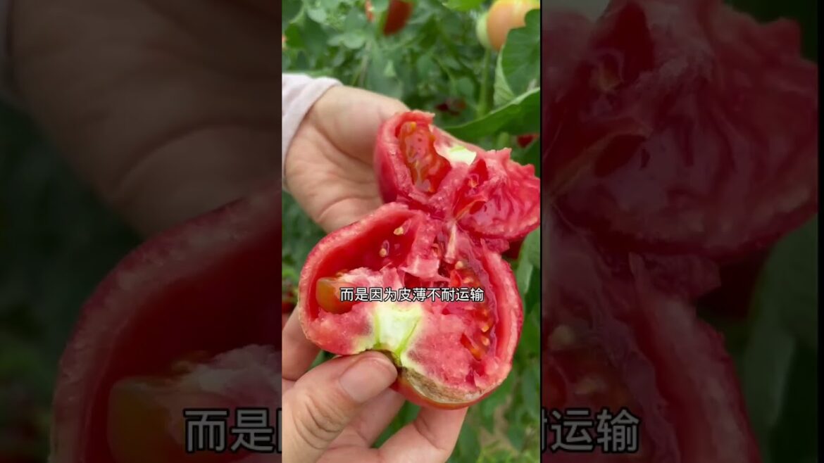 how to growth vegetable /gardening ideas for home how to growth vegetable /gardening ideas for home