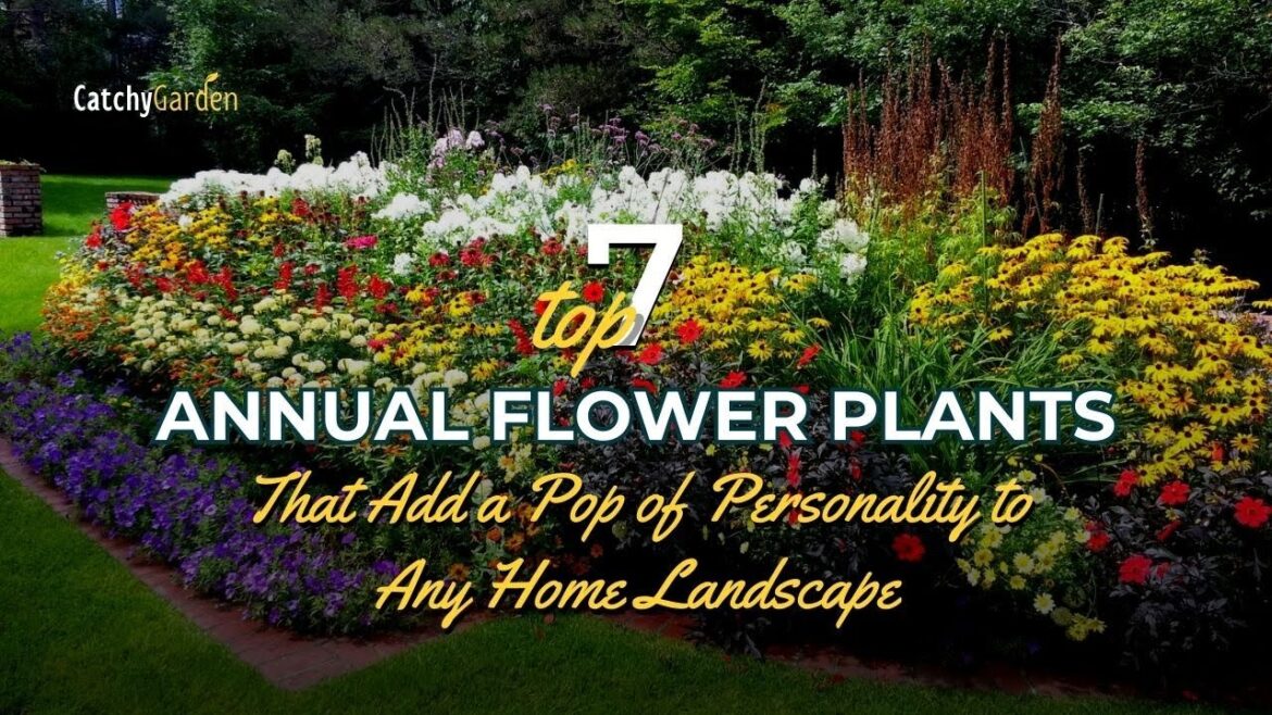7 Annual Flowers That Add a Pop of Personality to Any Home Landscape 🏡🌷 7 Annual Flowers That Add a Pop of Personality to Any Home Landscape 🏡🌷
