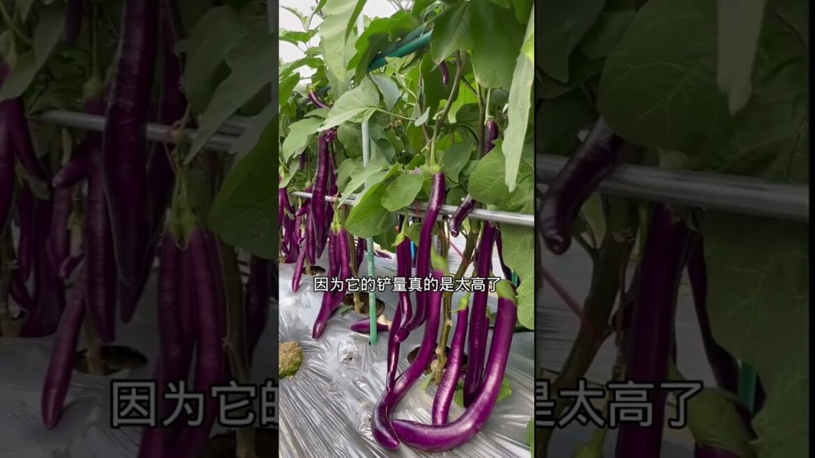 how to growth vegetable /gardening ideas for home how to growth vegetable /gardening ideas for home