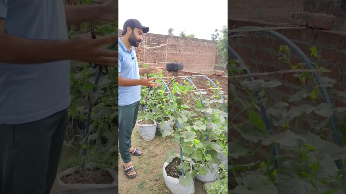 Best Tips For Gardener 🤪 | Harvesting and Eating 😋#shorts #youtubeshorts #gardeningtips