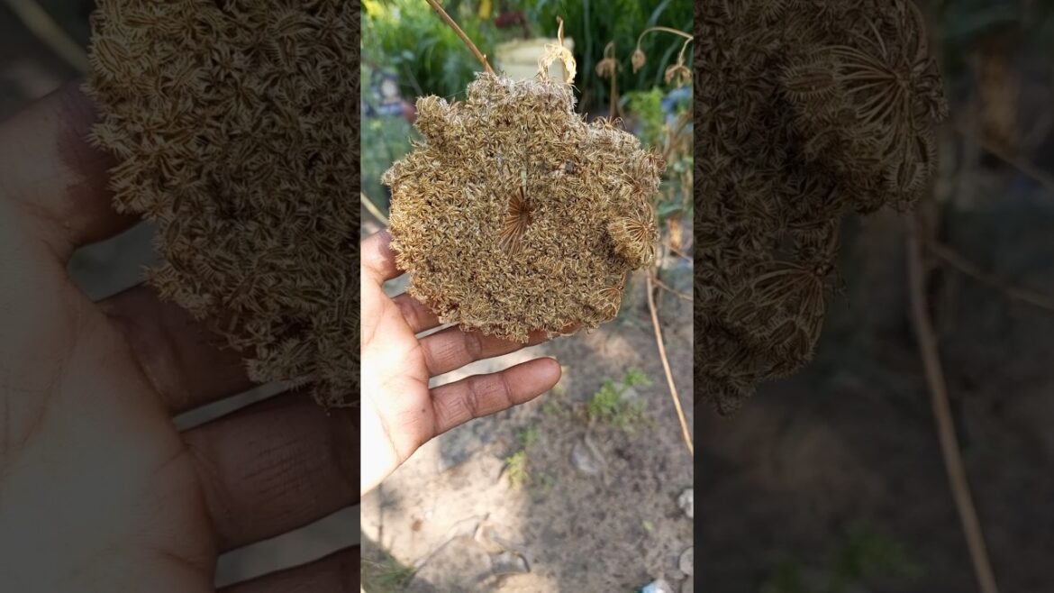 How to prepare carrot seeds #shorts #short #gardening