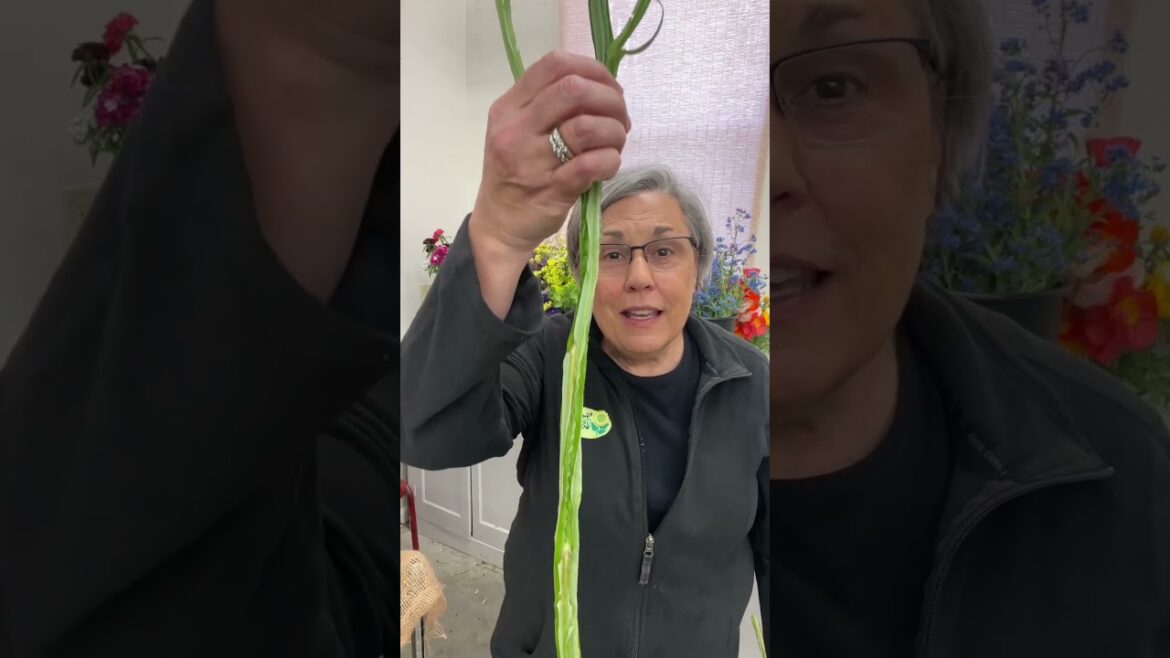 Meet these guys on the Friday show! Can’t wait to tell his story. Meet these guys on the Friday show! Can’t wait to tell his story.