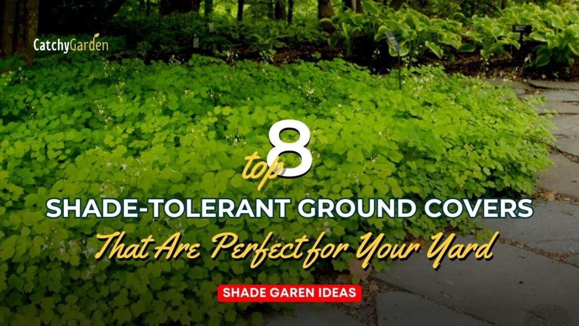 Top 8 Shade Tolerant Ground Covers That Are Perfect for Your Yard 🌳🌺 // Gardening Ideas