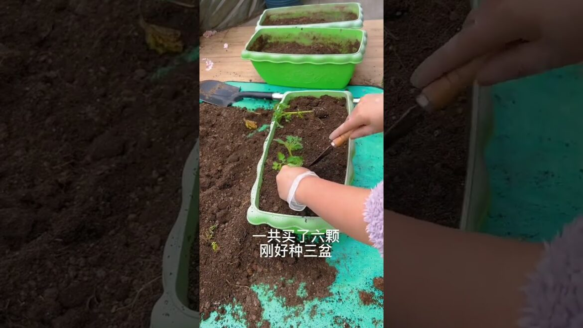 gardening ideas for home/ Inspiring vegetable /plants gardening ideas for home/ Inspiring vegetable /plants