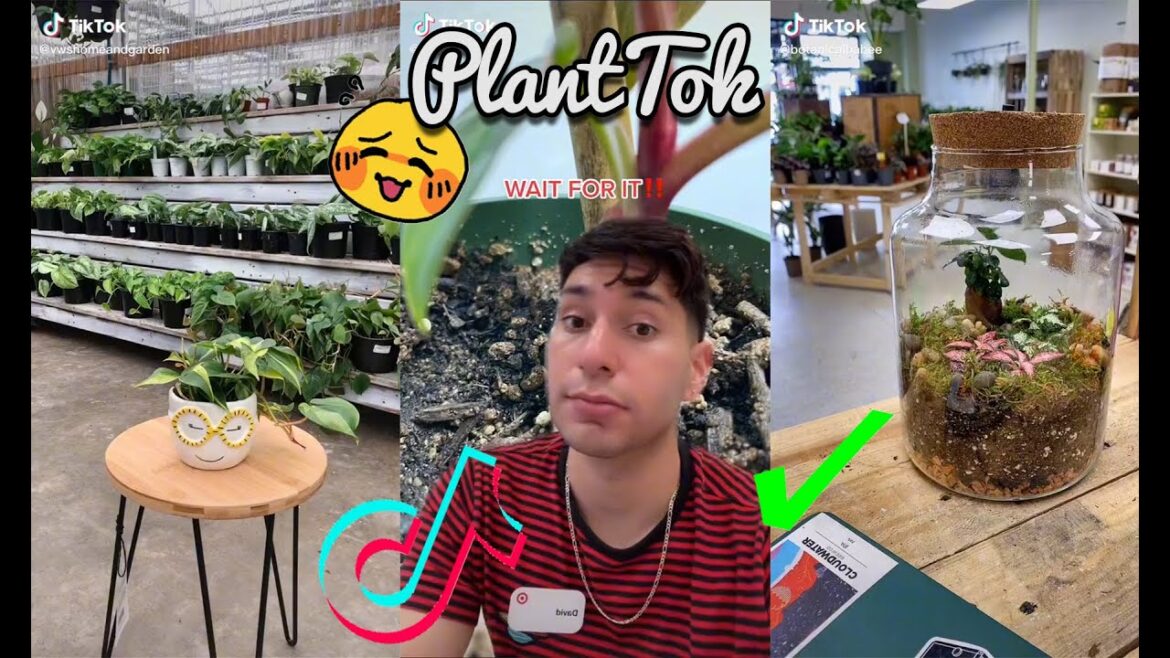 Planttok Collection of Gardening Tips, Tricks and Hacks Every Kitchen Plant Parrent Should try