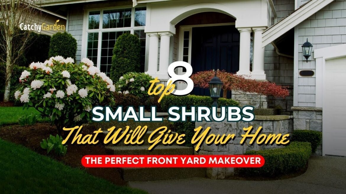 Top 8 Shade Tolerant Ground Covers That Are Perfect for Your Yard πΊπ³πΈ Top 8 Shade Tolerant Ground Covers That Are Perfect for Your Yard πΊπ³πΈ