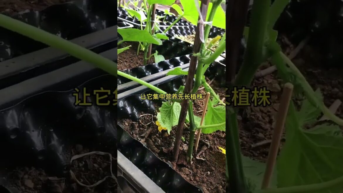 gardening ideas for home/ Inspiring vegetable /plants