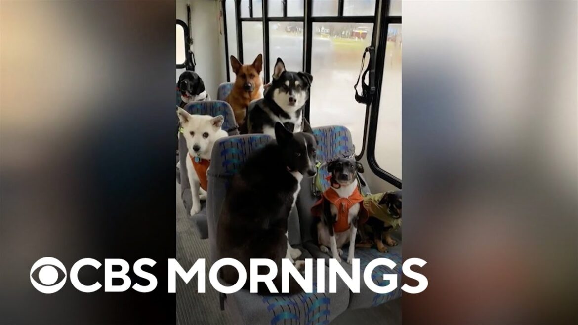 Bus picks up dogs for adventures, girl makes discovery of a lifetime and more uplifting news