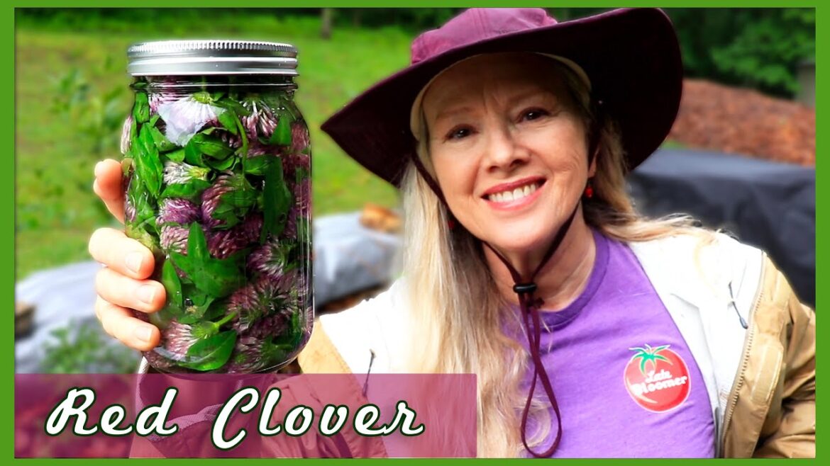 Kaye Kittrell: RED CLOVER Medicinal Benefits | How to Prepare Tea and Tincture! RED CLOVER Medicinal Benefits | How to Prepare Tea and Tincture!