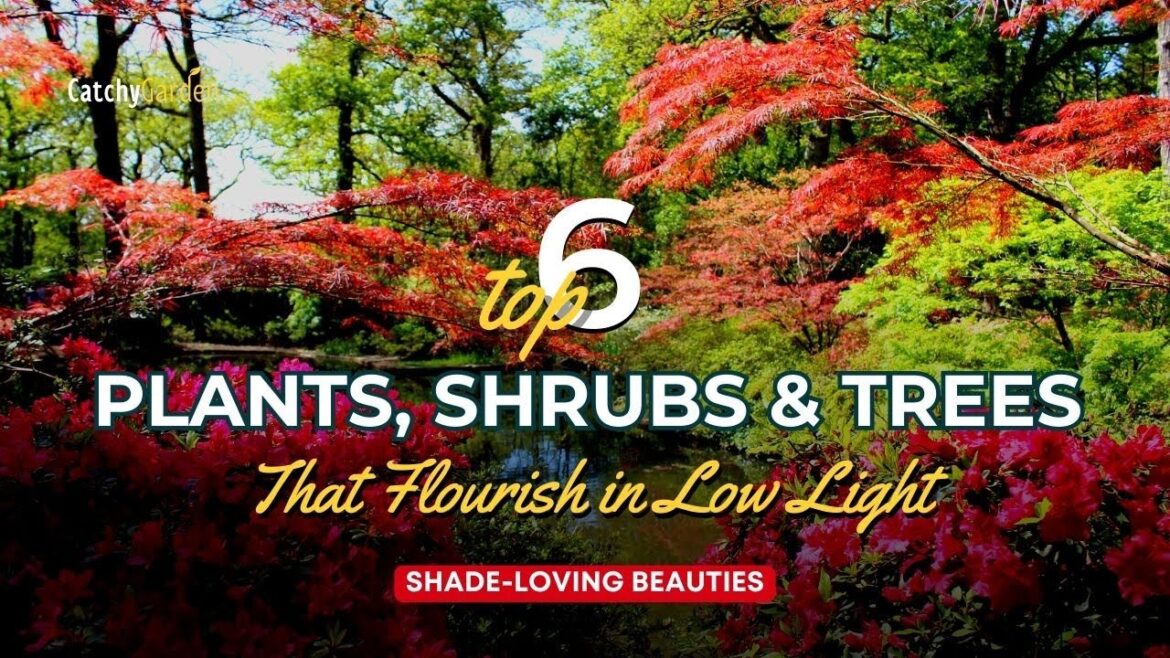 Shade-loving Beauties: 6 Plants, Shrubs & Trees That Flourish in Low Light 🌳🌺 Shade-loving Beauties: 6 Plants, Shrubs & Trees That Flourish in Low Light 🌳🌺
