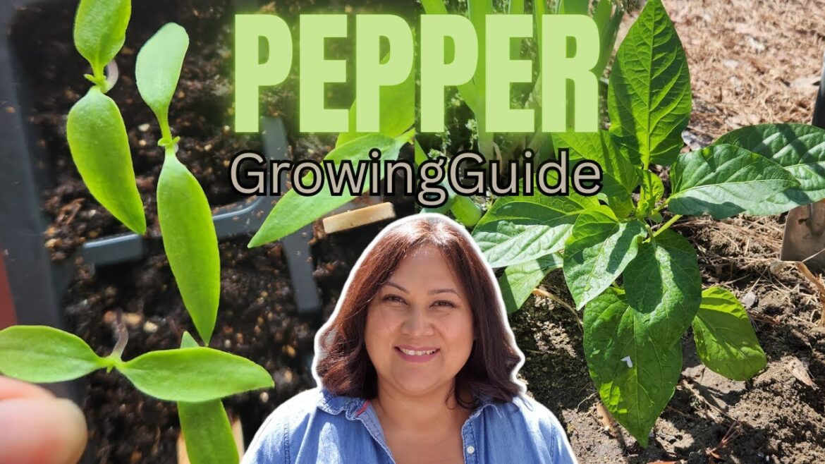 How to Grow Peppers [Complete Growing Guide/Gardening Tips]