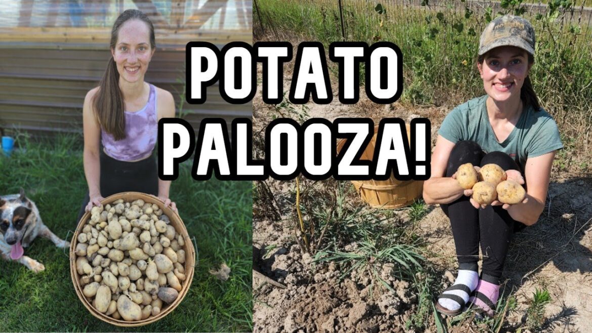 How to Grow a Year's Supply of Potatoes in the Garden