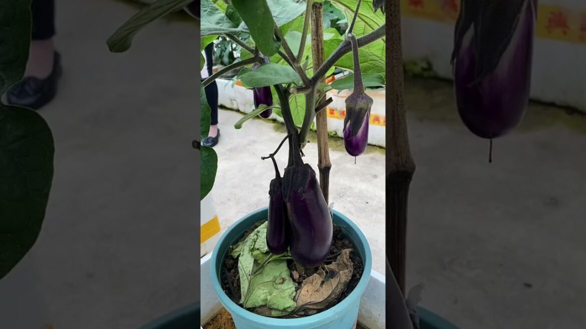gardening ideas for home/ Inspiring vegetable /plants