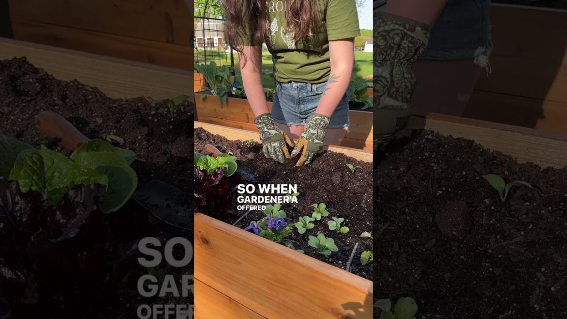 Accessible Gardening with @thecottagepeach Accessible Gardening with @thecottagepeach