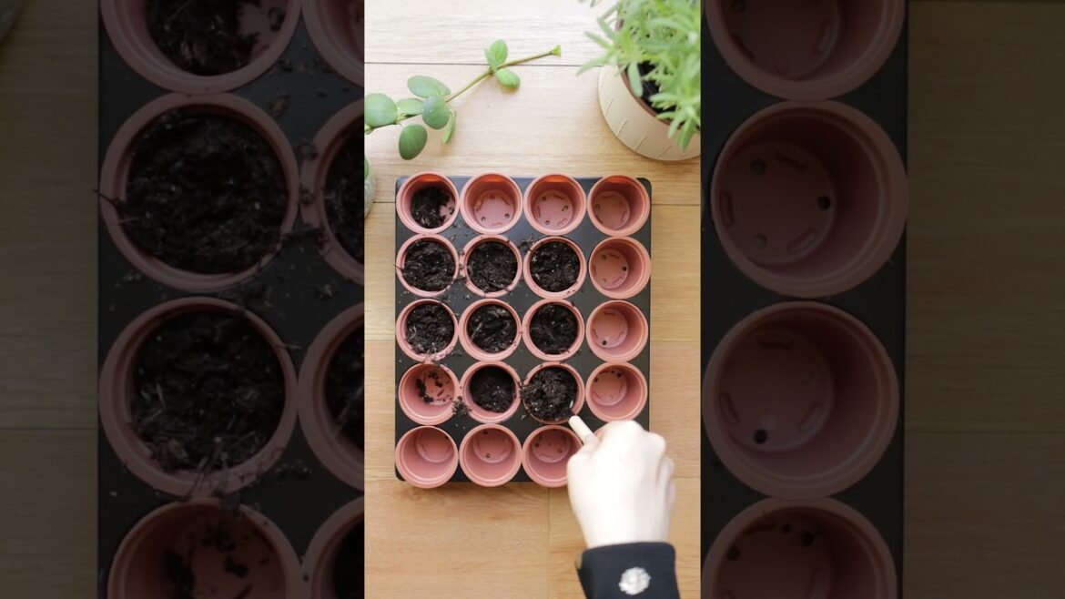 Beginning of an flower garden 🌻 Beginning of an flower garden 🌻