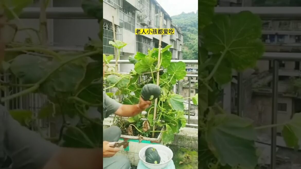 gardening ideas for home/ Inspiring vegetable /plants