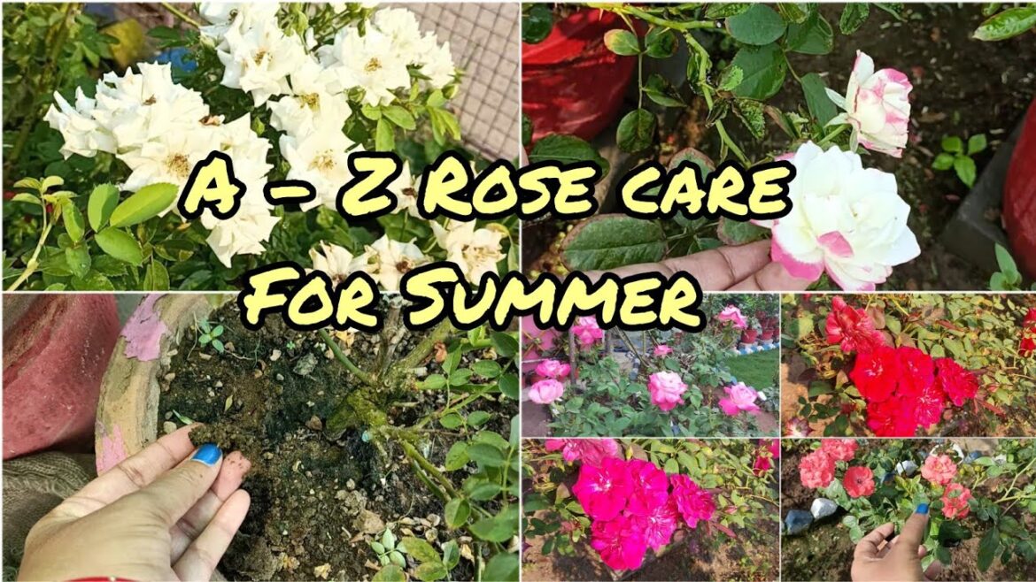 गर्मियों में गुलाब की देखरेख ऐसे करें || How To Care Rose Plant In Summer Season |