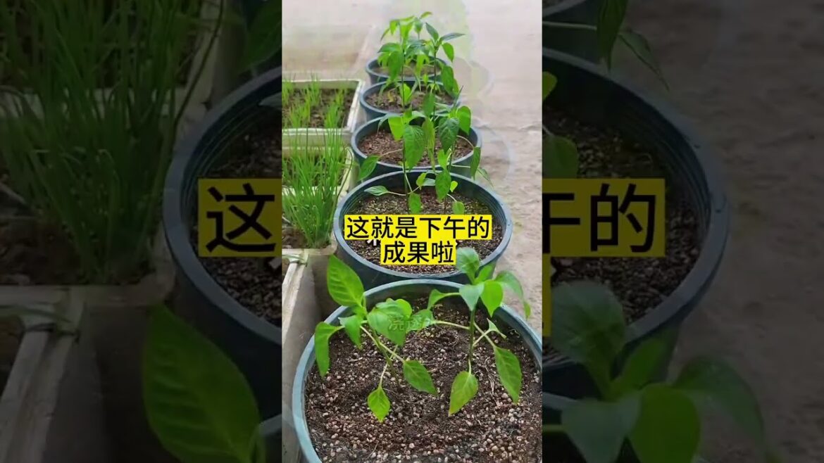 gardening ideas for home/ Inspiring vegetable /plants