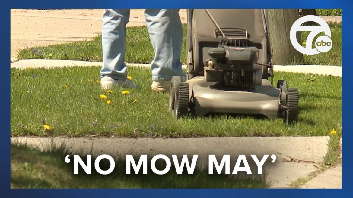 Ferndale set to launch inaugural 'No Mow May'