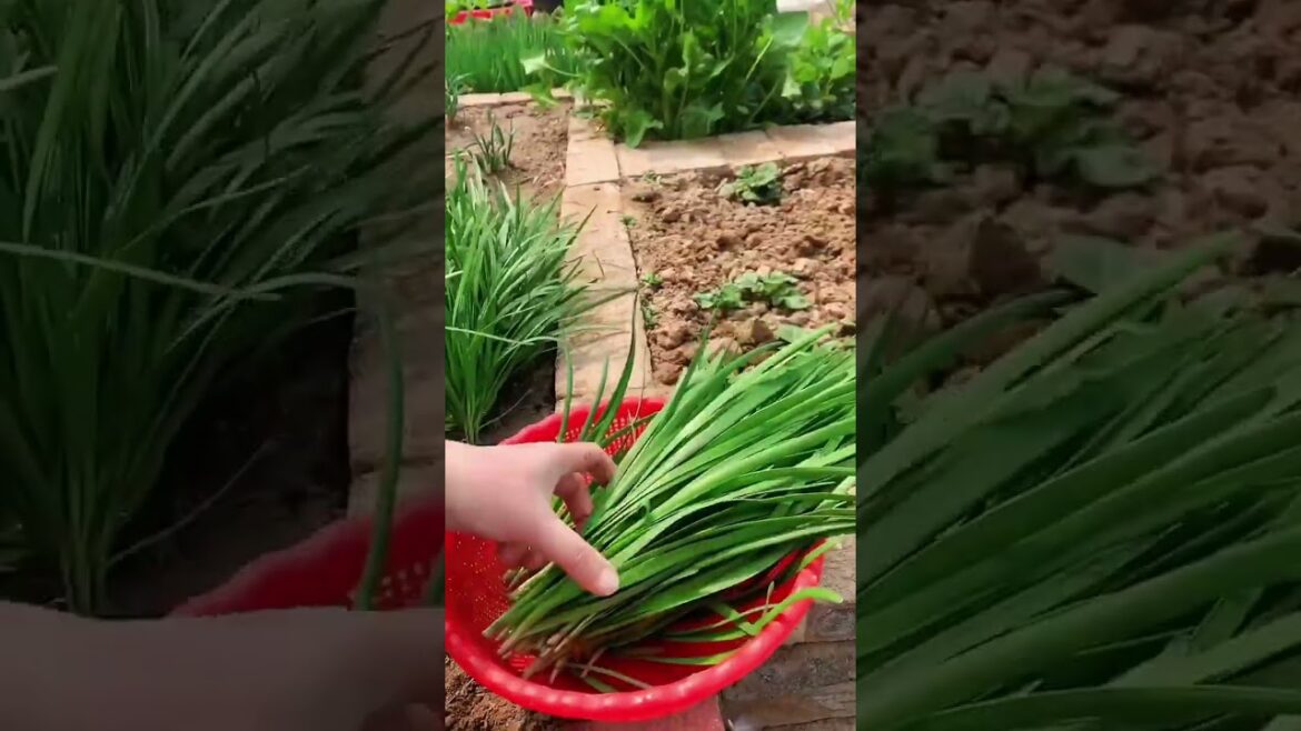 gardening ideas for home/ Inspiring vegetable /plants