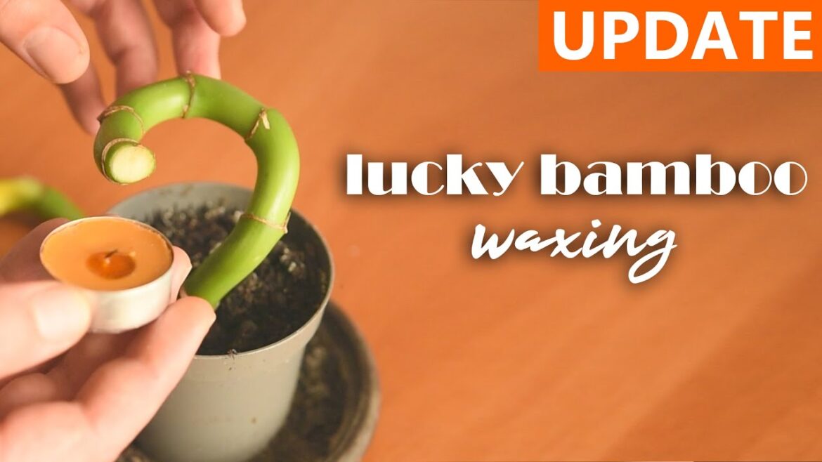 Saving a Lucky BAMBOO -  sealing with wax | house plants and indoor gardening
