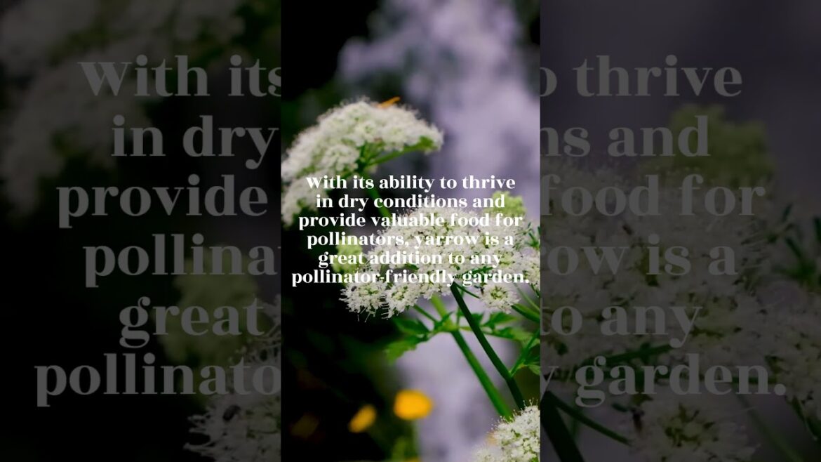 Yarrow - Pollinator Friendly Gardening Tips - #shorts #wildflowers