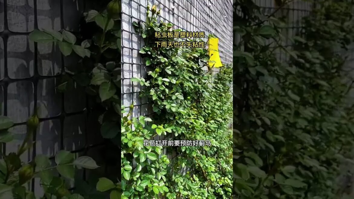 gardening ideas for home/ Inspiring vegetable /plants gardening ideas for home/ Inspiring vegetable /plants