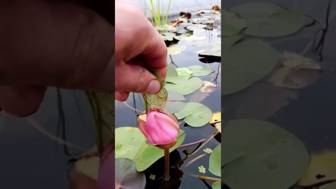 Lotus Flower | Kamal ka fool | #Lotus #Flower #Gardening #gardeningtips #flowerstagram #viralvideo Lotus Flower | Kamal ka fool | #Lotus #Flower #Gardening #gardeningtips #flowerstagram #viralvideo
