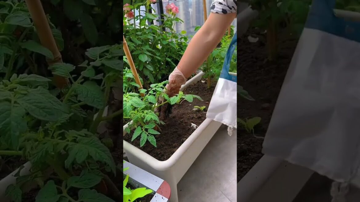 gardening ideas for home/ Inspiring vegetable /plants