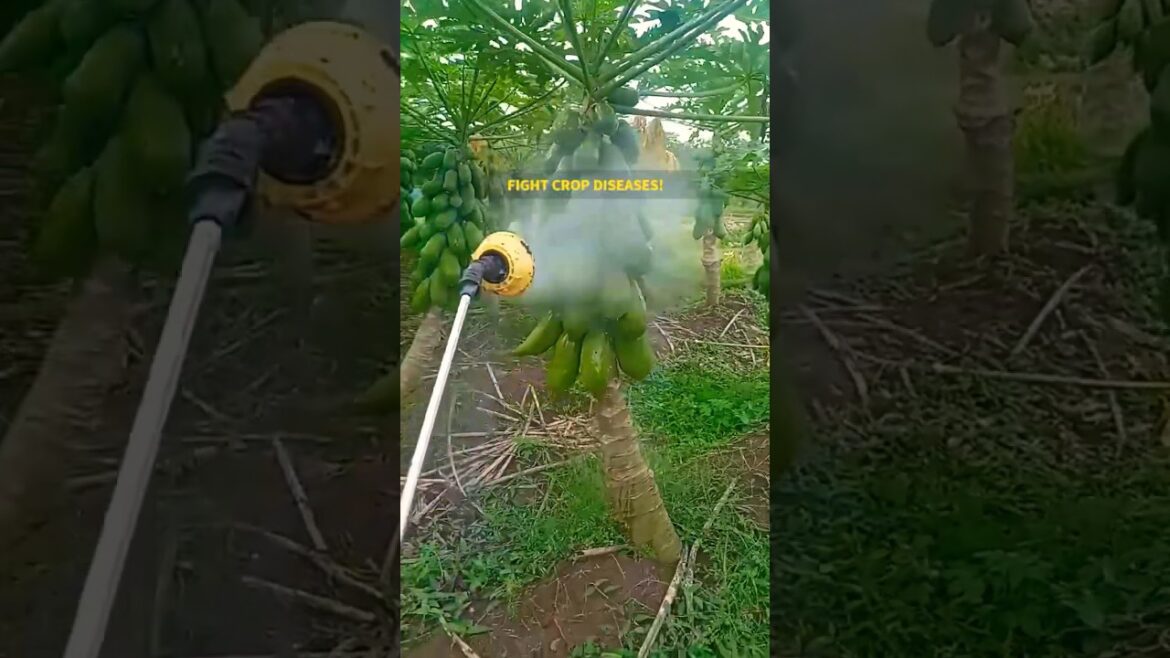 Papaya Fungi and Insects Treatment is the Garden Answer to your Gardening Questions!