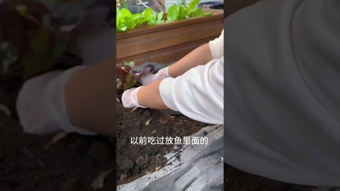 gardening ideas for home/ Inspiring vegetable /plants gardening ideas for home/ Inspiring vegetable /plants