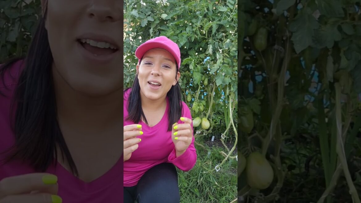 Are you ready for summer gardening? Plant this NOW for summer harvest #garden #vegetablegarden #grow Are you ready for summer gardening? Plant this NOW for summer harvest #garden #vegetablegarden #grow