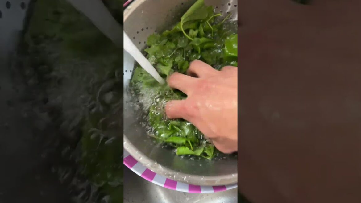 Eating Your Sidewalk: Garden "Foraging" A Garlic Mustard Omlette