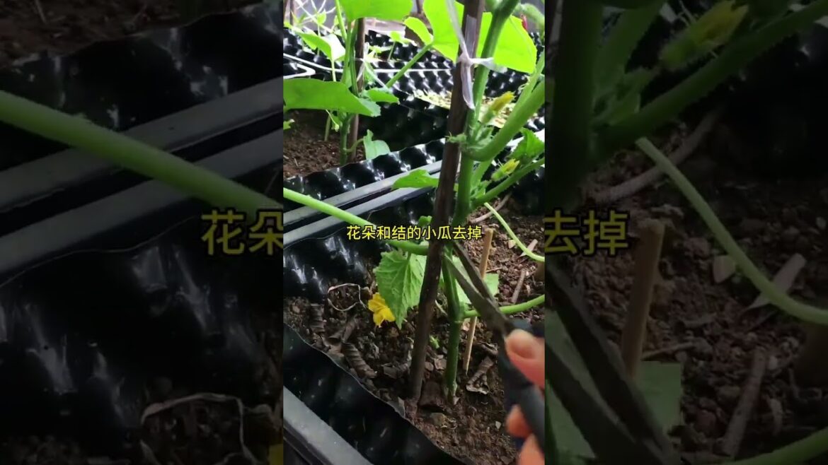 gardening ideas for home/ Inspiring vegetable /plants