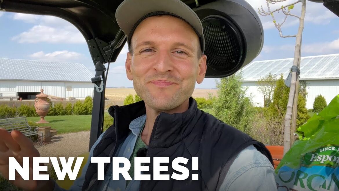 Moving Figs + Planting New Spruce Trees in My Newly Planted Field | Gardening with Wyse Guide Moving Figs + Planting New Spruce Trees in My Newly Planted Field | Gardening with Wyse Guide