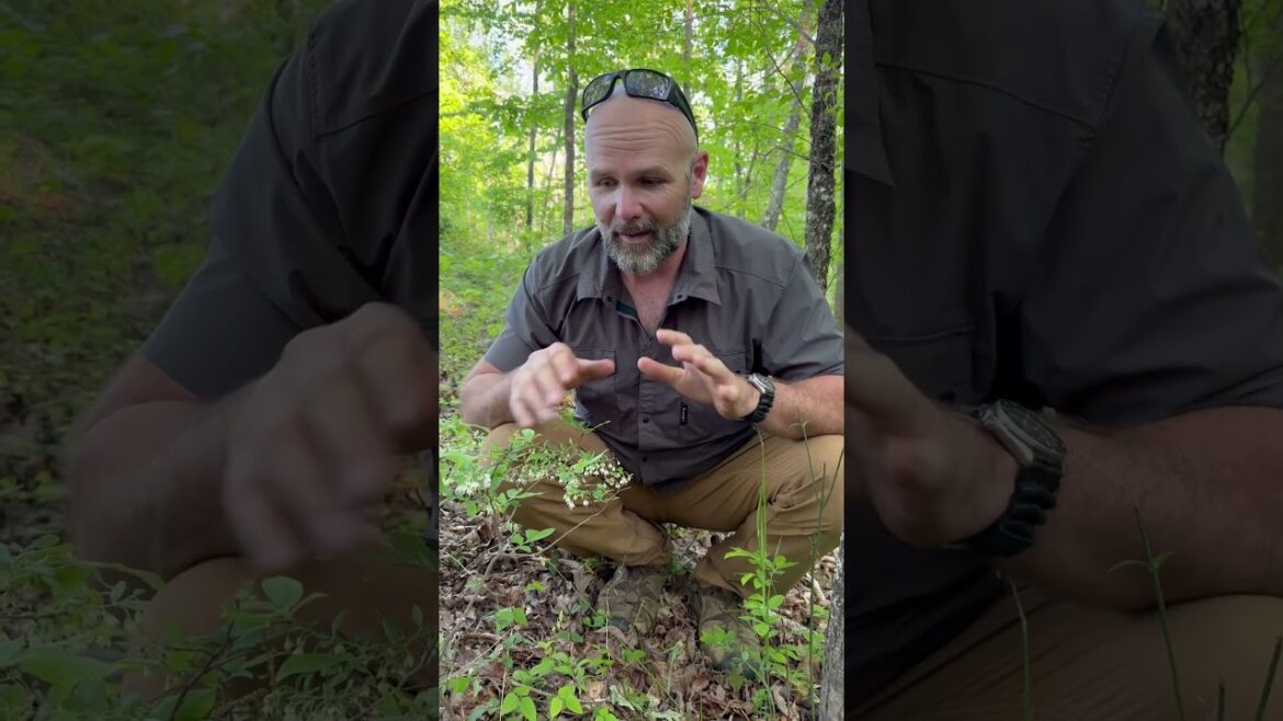 What's edible in the forest....might not wanna eat too much of this!