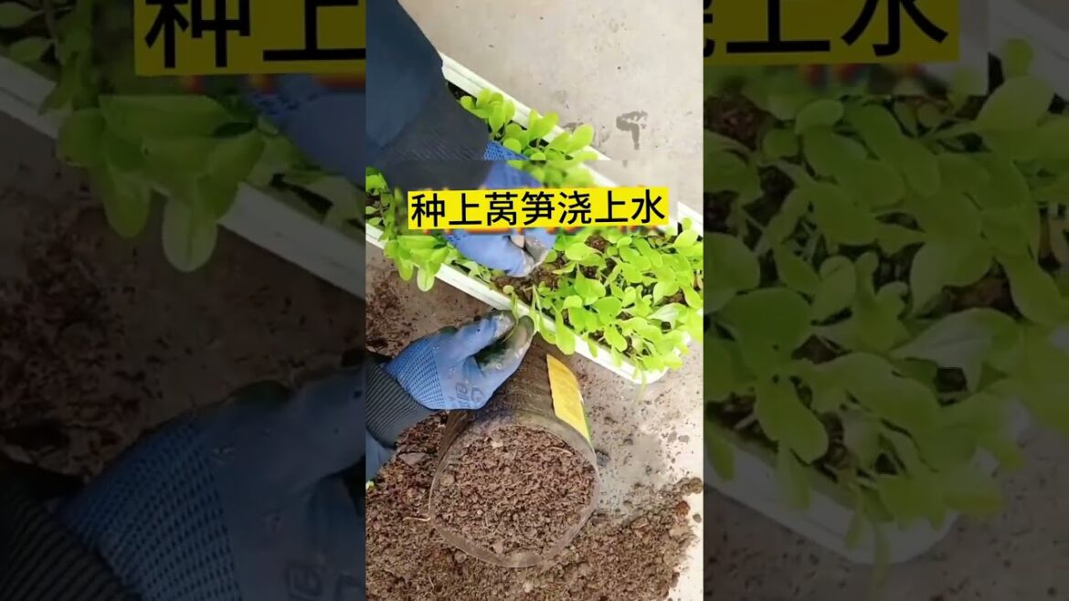 gardening ideas for home/ Inspiring vegetable /plants