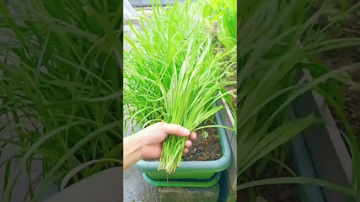 gardening ideas for home/ Inspiring vegetable /plants gardening ideas for home/ Inspiring vegetable /plants