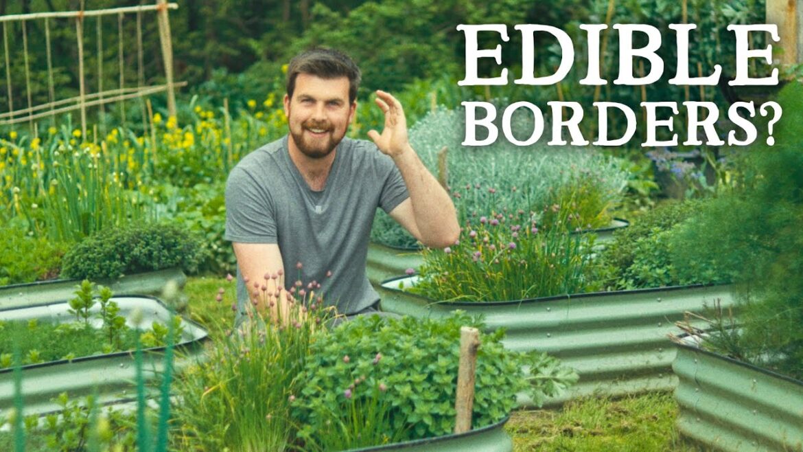 Huw Richards: Herb Borders, Edible Lupins, & VERY Rare Oats | Huw’s Garden Diaries Herb Borders, Edible Lupins, & VERY Rare Oats | Huw's Garden Diaries
