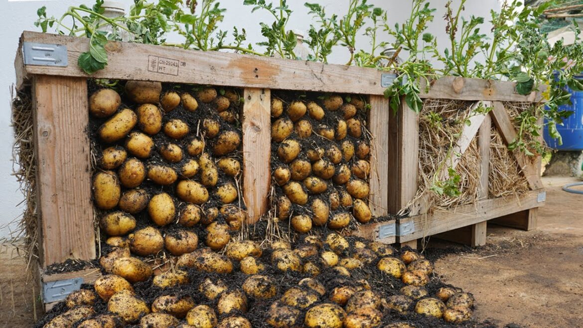 I can't believe it; growing potatoes on a pallet has so many tubers