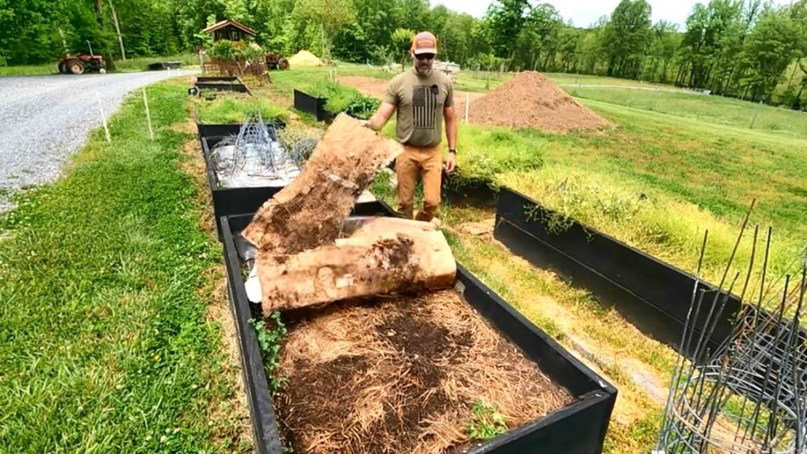 Amazing! Old Amazon Boxes in my Garden and here's what happened!